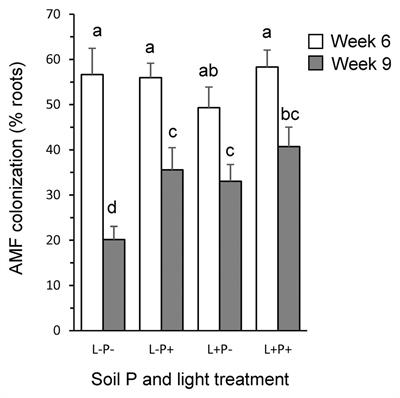 Interactive Effects of Mycorrhizae, Soil Phosphorus, and Light on Growth and Induction and Priming of Defense in Plantago lanceolata